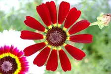 Wucher01.webp
