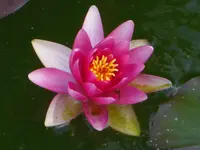 CIMG6336.webp