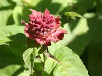 Img_0616 klein.webp