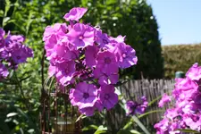 Img_0619klein.webp