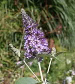 Img_0634 klein.webp
