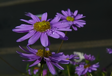 RegenP1130029.webp