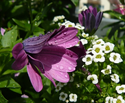 RegenP1130036.webp
