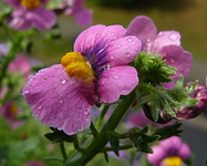 RegenP1130034.webp