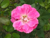 P1012177.webp