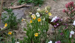 Elfenspiegel2.webp