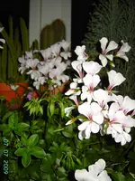 PICT3871.webp