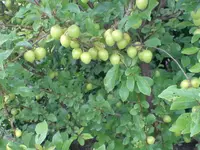DSC00375_2.webp