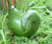 Gurkenente 005v.webp