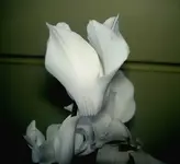 Winter 2009 240v.webp
