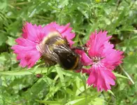 Blumen + Pflanzen alt 011 v.webp