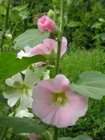 Rosa und weiße Malve.webp