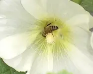 2009-07-08BieneinStockrose.webp