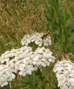 2009-07-08Schwebfliege.webp