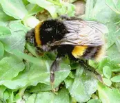 Bumblebees (2)v.webp