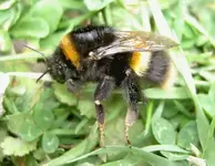 Bumblebees (3)v.webp