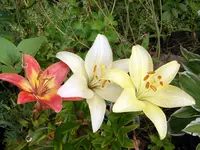 SA500368.webp