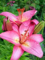 SA500373.webp
