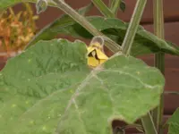DSCF3183.webp