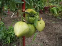 DSCF3184.webp