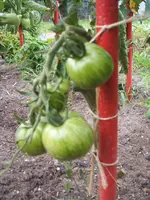 DSCF3186.webp