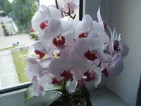 DSCF3194.webp