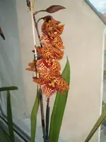 DSCF3195.webp
