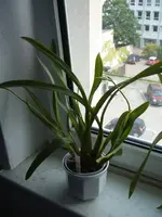 DSCF3196.webp