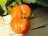 Garten AugSept 2005 020.webp