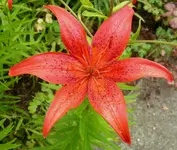 2009  Garten -7-2 062-2 .webp