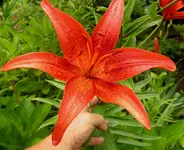 2009  Garten -7-2 063.webp