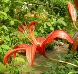2009  Garten -7-2 068-1 .webp