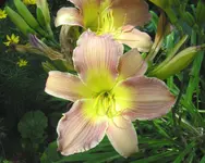 2009  Garten -7-2 075-1 .webp