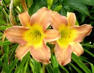 2009  Garten -7-2 077-1 .webp
