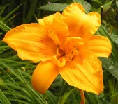 2009  Garten -7-2 082-1 .webp