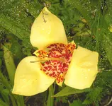 2009  Garten -7-2 085-1 .webp