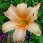 2009  Garten -7-2 086-1 .webp