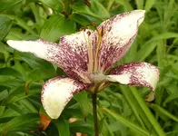 2009  Garten -7-2 087-1 .webp