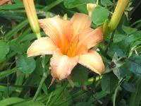 2009  Garten -7-2 089.webp