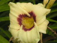 2009  Garten -7-2 090.webp
