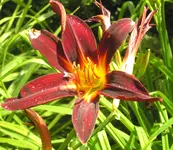 2009  Garten -7-2 099-1 .webp