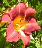 2009  Garten -7-2 100-1 .webp