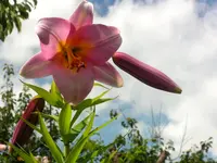 2009  Garten -7-2 106.webp