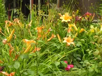 2009  Garten -7-2 128.webp