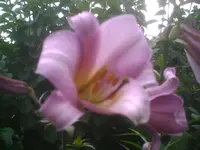 PIC00017.webp