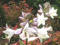 2009  Garten -7-2 072-3 .webp