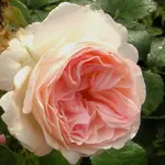 2009  Garten -7-2 079-1 .webp
