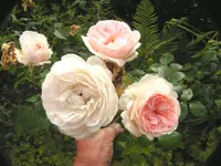 2009  Garten -7-2 079.webp