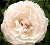 2009  Garten -7-2 080-1 .webp