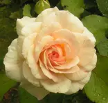 2009  Garten -7-2 081-1 .webp